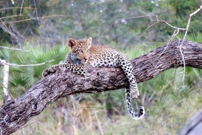 Tanzania • Safari door de oertijd