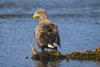 De Donaudelta. Verkenning van een waterrijk vogelparadijs