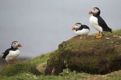 De Orkney- en Shetland-eilanden i.s.m. Vrije Academie
