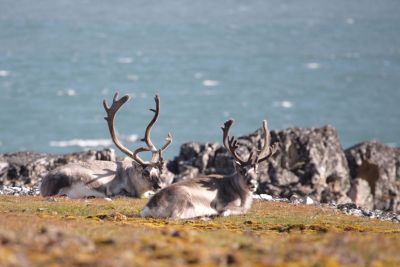 Expeditie Spitsbergen