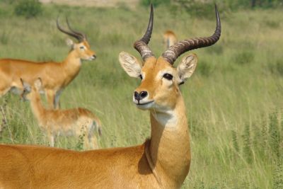 Oeganda en Rwanda, in het spoor van de primaten