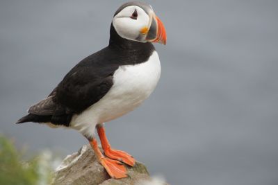 IJsland i.s.m. Vrije Academie