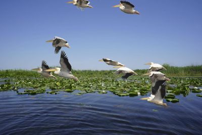 De Donaudelta. Verkenning van een waterrijk vogelparadijs