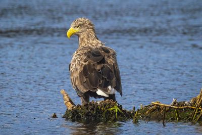 De Donaudelta. Verkenning van een waterrijk vogelparadijs