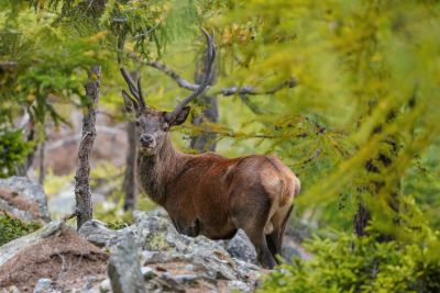 Natuurreis Sierra Morena en de Guadalquivir-vallei