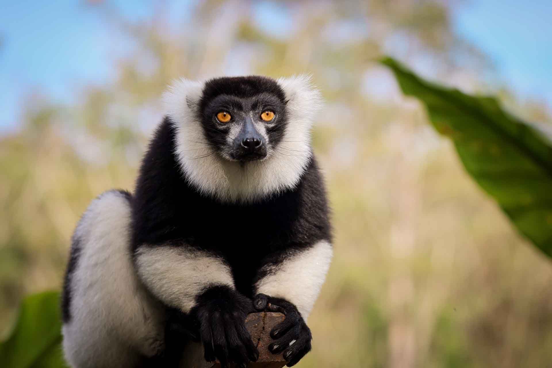 Madagaskar