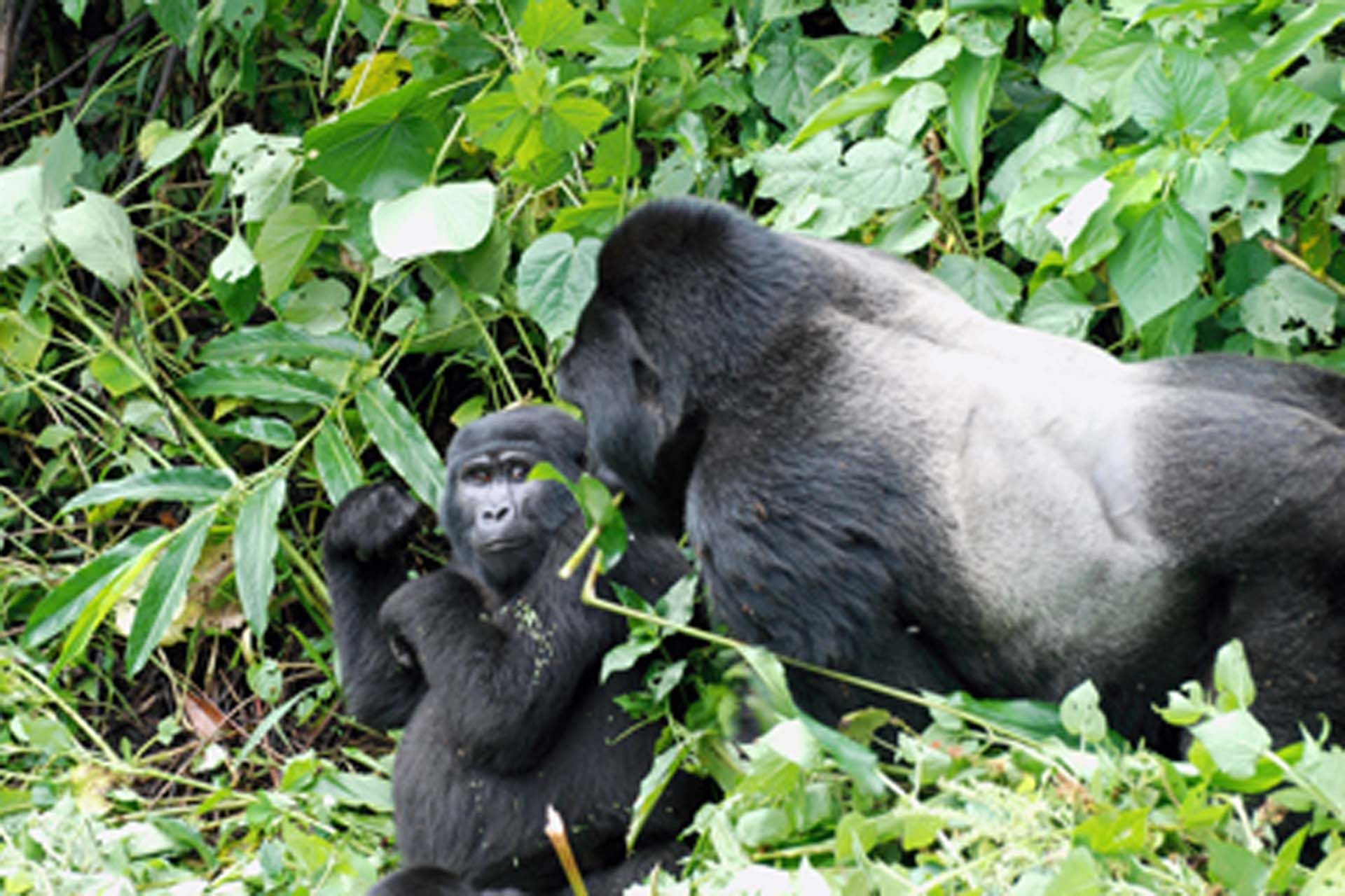 Oeganda en Rwanda, in het spoor van de primaten