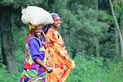 Oeganda en Rwanda, in het spoor van de primaten