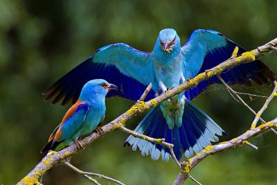 De Donaudelta. Verkenning van een waterrijk vogelparadijs