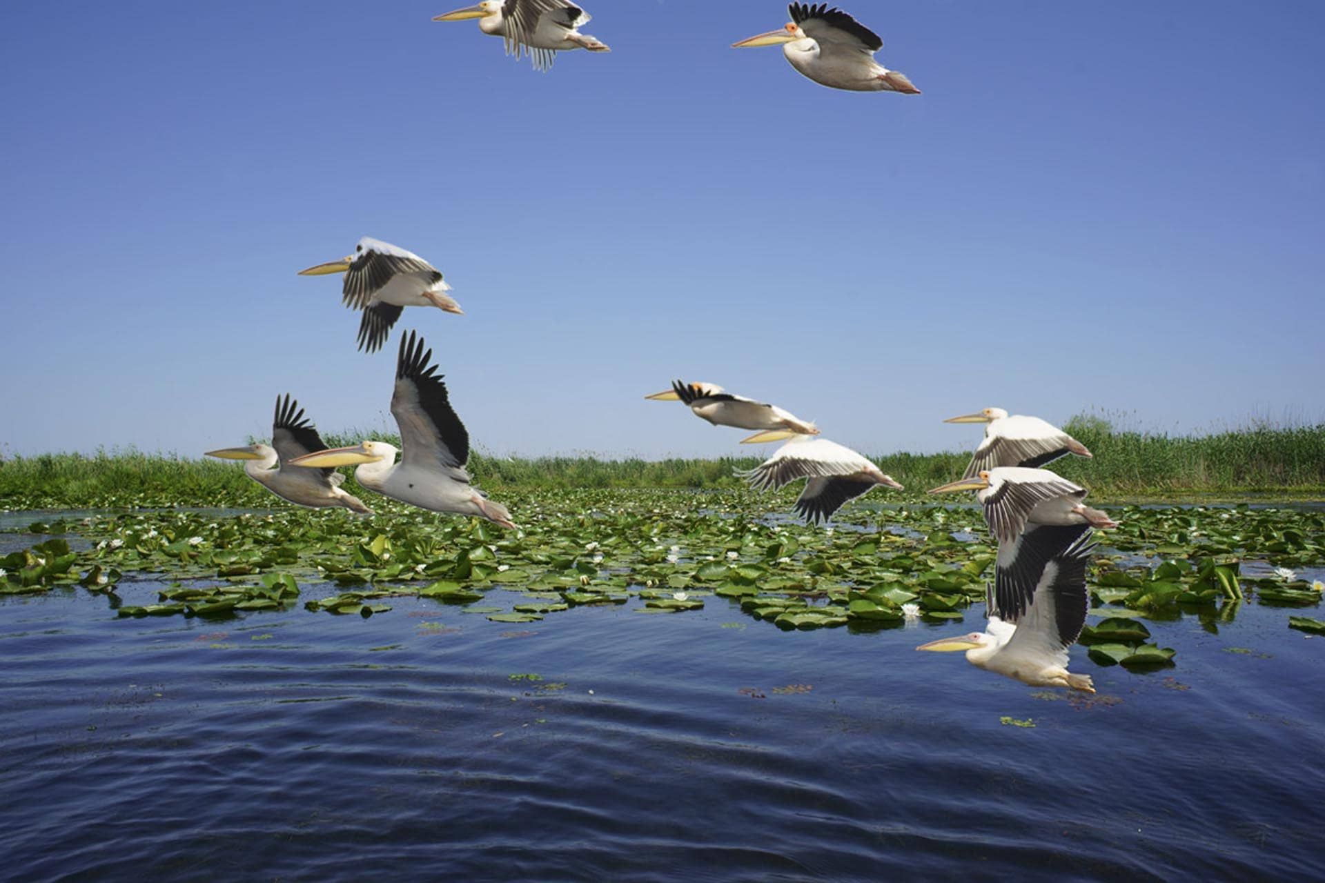 De Donaudelta, verkenning van een waterrijk vogelparadijs