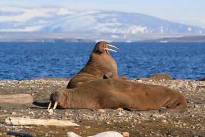 Expeditie Spitsbergen